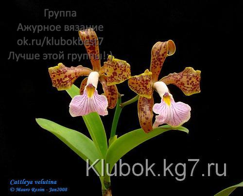 Cattleya velutina (500x403, 77Kb)