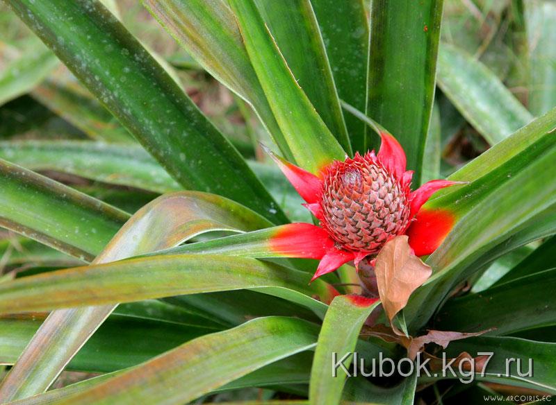 розетка ананаса