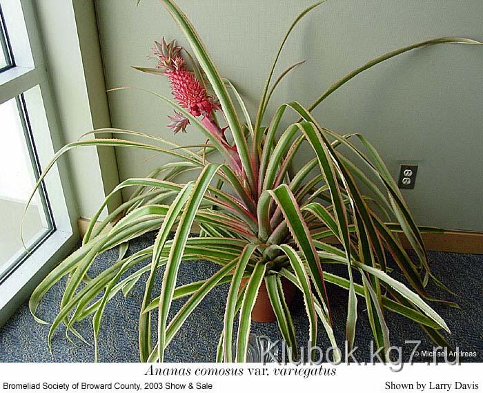 ананас дома