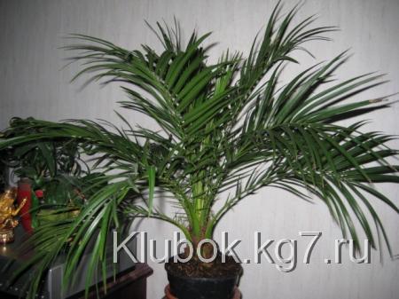 Выращивание финика из косточки Выращивание финика из косточки