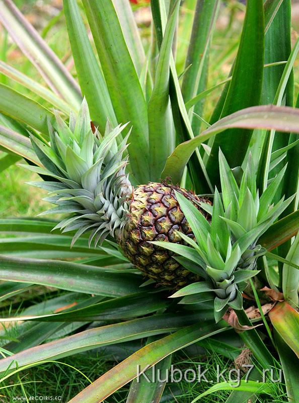 ананас