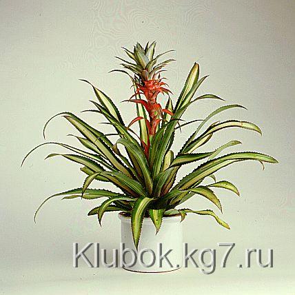 ананас в горшке