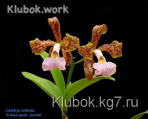 Cattleya velutina (500x403, 77Kb)