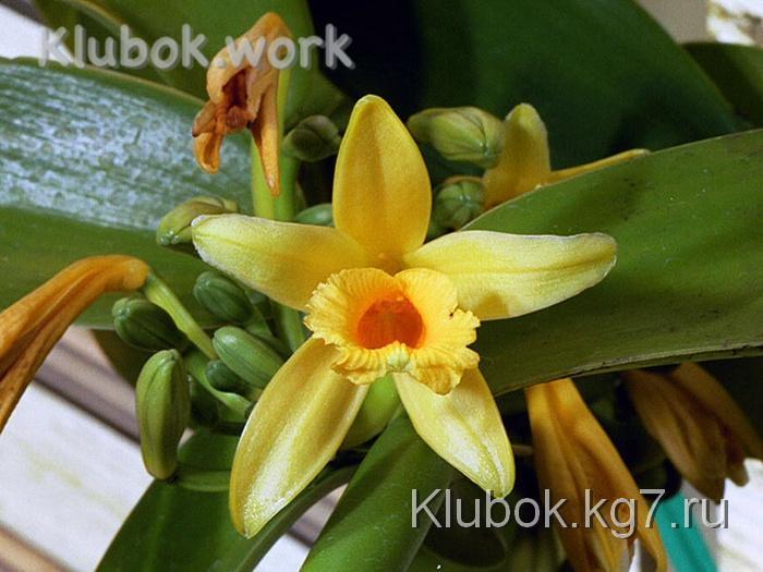 vanilla_planifolia (700x525, 131Kb)