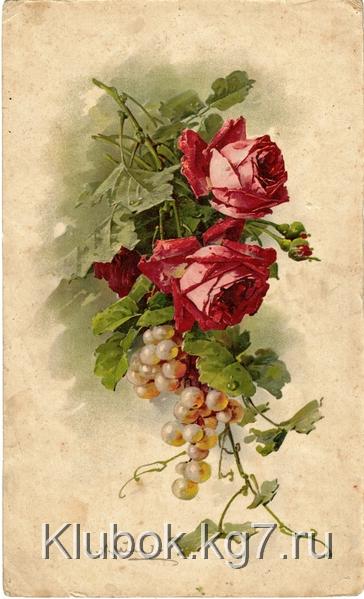 3837698_1_1_Klein_Krasnie_rozi_i_vinograd_1_ (364x600, 190Kb)