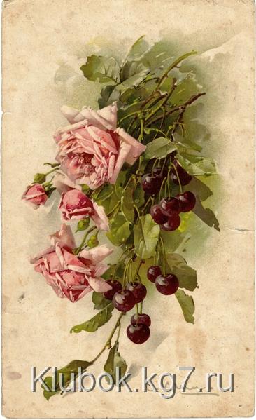 3837698_1_2_Klein_Rozovie_rozi_i_vishni (366x600, 192Kb)