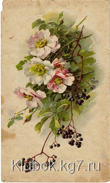 3837698_1_4_Klein_Shipovnik_i_byzina (360x600, 191Kb)