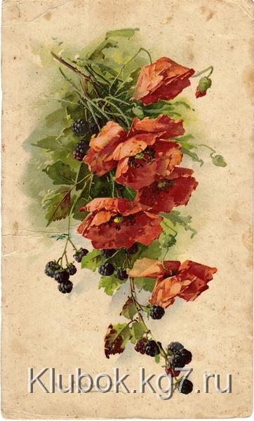 3837698_1_5_Klein_Maki_i_ejevika (362x600, 198Kb)