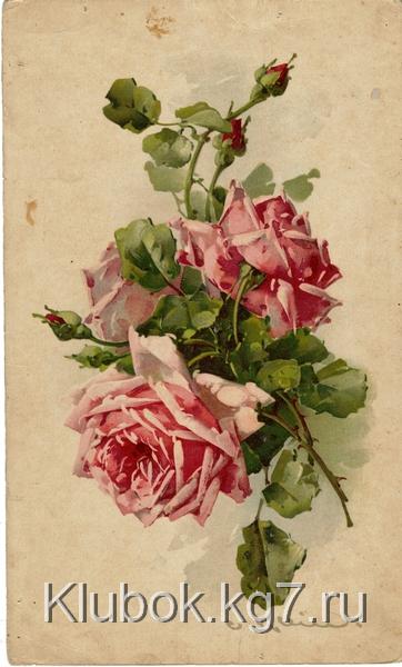 3837698_1_8_Klein_Tri_rozovie_rozi_s_bytonami (362x600, 183Kb)