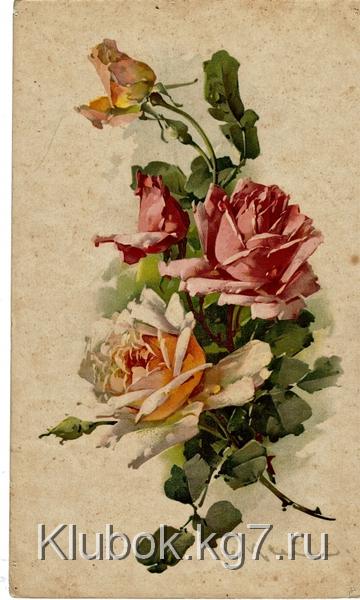 3837698_1_11_Klein_Rozovaya_i_chainaya_rozi_s_bytonami (360x600, 191Kb)