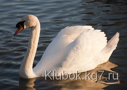 Золотой час. Подходящий свет для фото съемки Золотой час. Подходящий свет для фото съемки