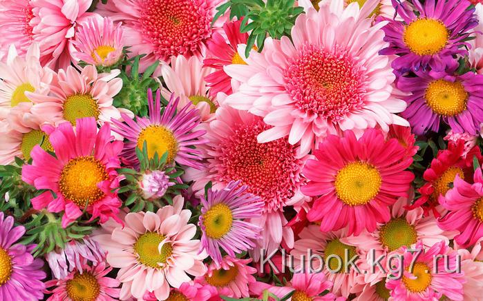 1239709480_flower_45 (700x437, 223Kb)