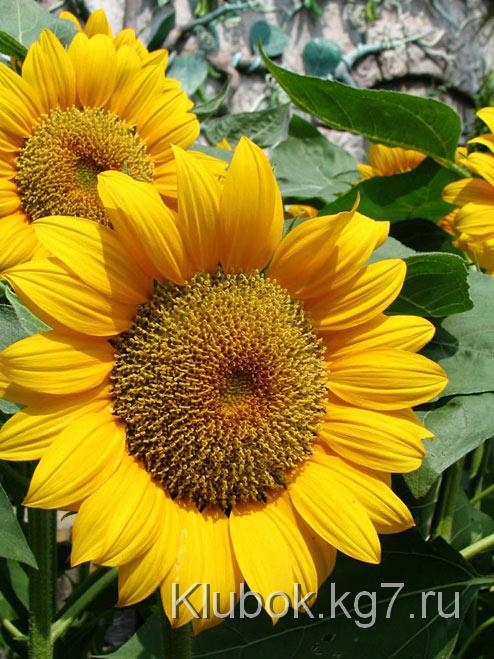 podsolnuh_9 (494x659, 101Kb)