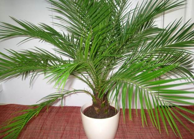 Картинки по запросу "финиковая пальма из косточки"