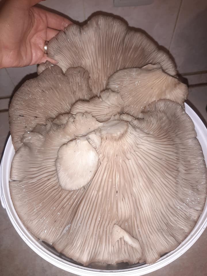 На изображении может находиться: еда