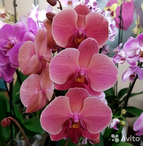 Картинки по запросу "фаленопсис"