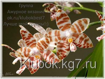 Phalaenopsis amboinensis 'Daragh'
