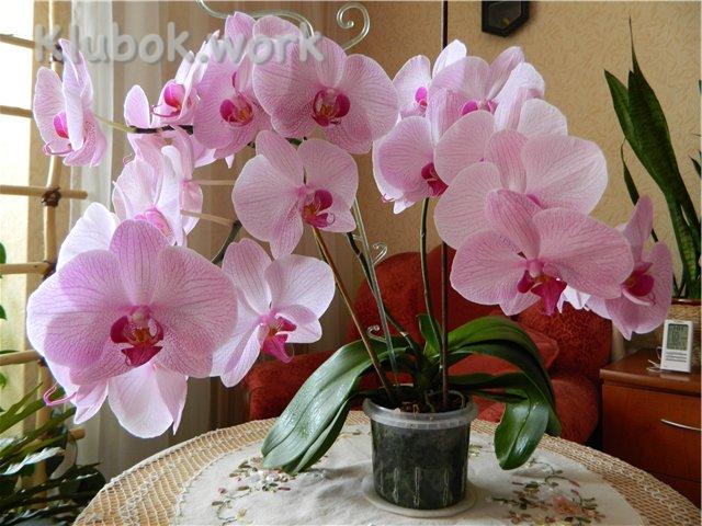 How to care for a Phalaenopsis orchid