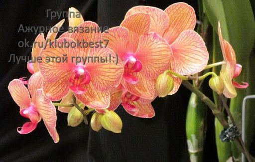 Размножение орхидей