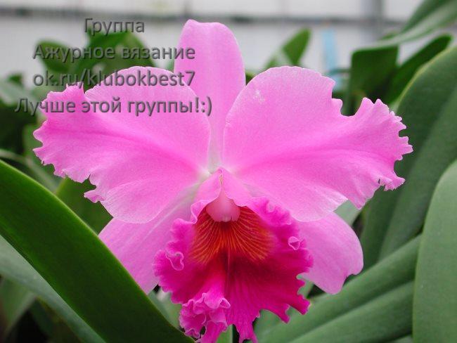 Каттлея: условия цветения орхидеи