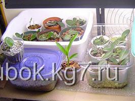 Размножение орхидей в домашних условиях