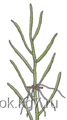 Размножение верхушечными черенками Размножение верхушечными черенками