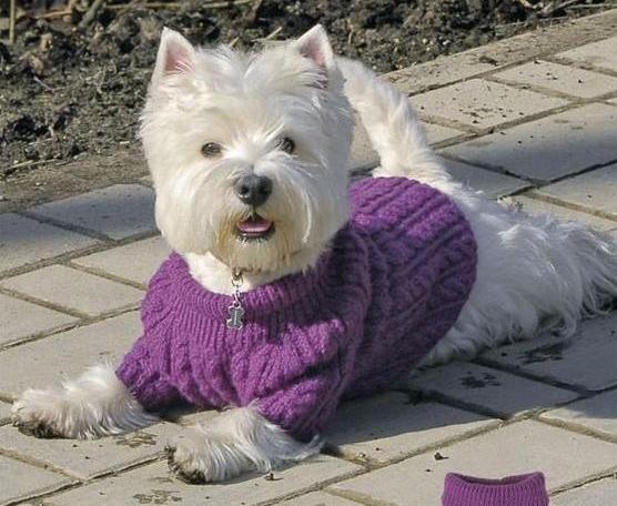 Утепляем питомцев