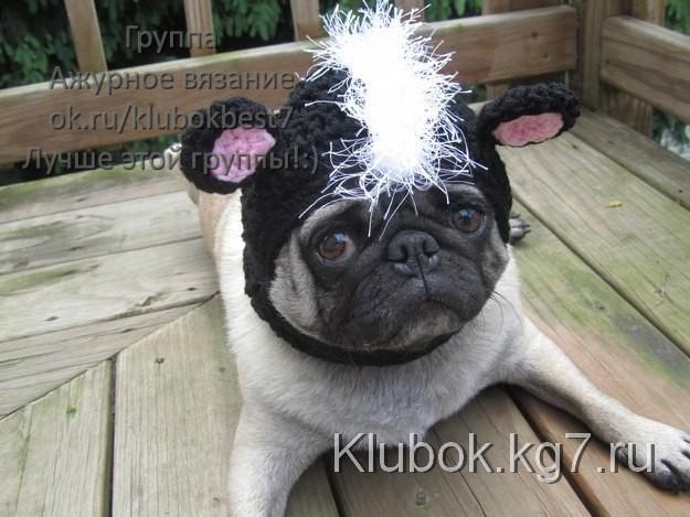 Смешная собака-модель демонстрирует забавные шапочки