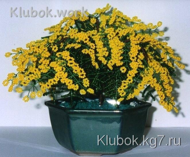 мимоза мимоза