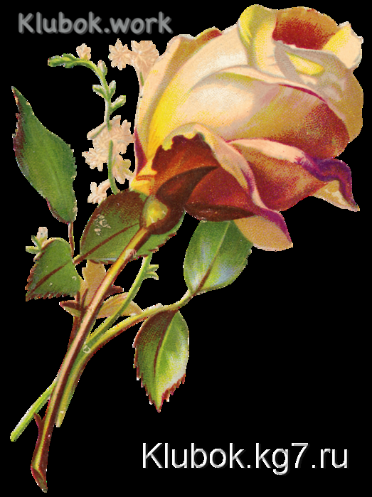 Винтажные розы Винтажные розы