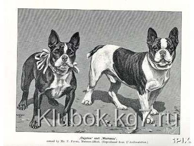 Французские бульдоги в живописи Французские бульдоги в живописи