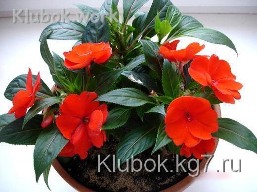 Друзья или враги? Магические свойства домашних растений. Друзья или враги? Магические свойства домашних растений.