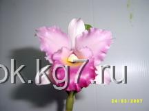 Орхидея, МК Орхидея, МК