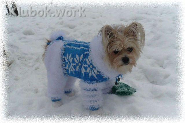 Вяжем вместе для собачек. Мастер-класс по вязанию комбинезона от Маруси Вяжем вместе для собачек. Мастер-класс по вязанию комбинезона от Маруси